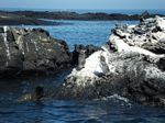Galapagos (Mar 2009) - Day 08 - 030
